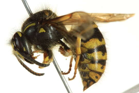 Image of Dolichovespula alpicola Eck 1984