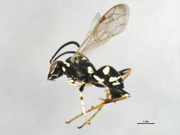 Image of Spider wasp