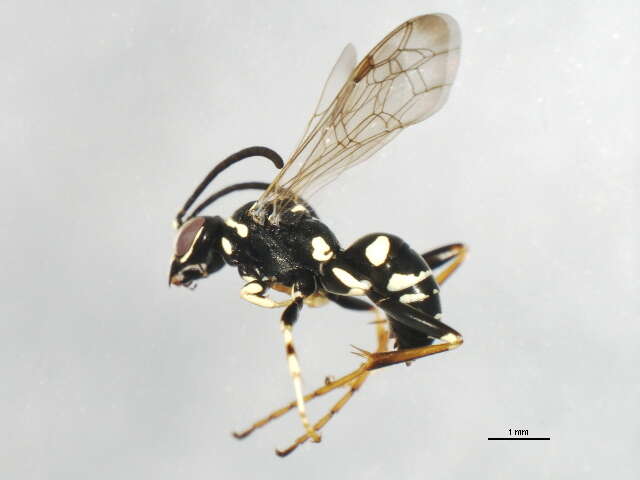 Image of Spider wasp