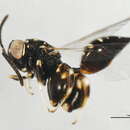 Image of Conura albifrons (Walsh 1861)