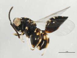 Image of Conura albifrons (Walsh 1861)