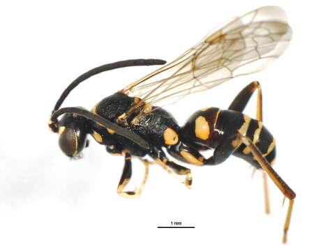 Image of Spider wasp