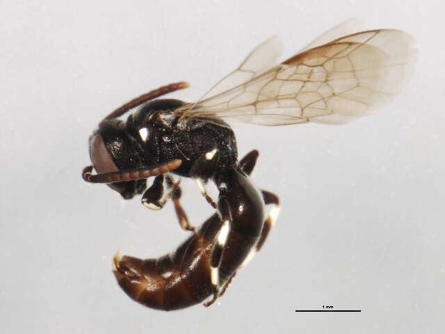 Imagem de Hylaeus annulatus (Linnaeus 1758)