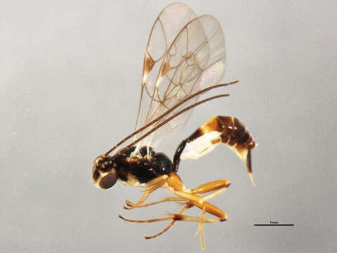 Image of Mesochorus ottawaensis (Harrington 1892)