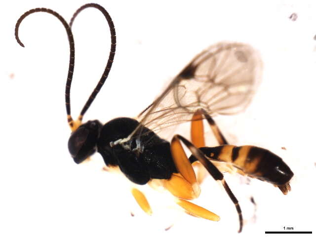 Image of Phobocampe bicingulata (Gravenhorst 1829)