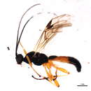 Image of Aleiodes unipunctator (Thunberg 1822)