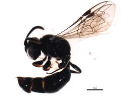 Image of Psenulus pallipes (Panzer 1798)