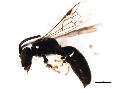 Image of Hylaeus ornatus Mitchell 1951