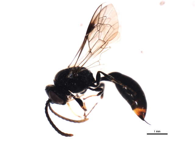 Image of Psenulus pallipes (Panzer 1798)