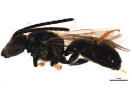 Image of Cresson's Dialictus