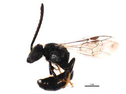 Image of Cresson's Dialictus