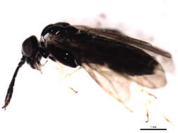 Image of <i>Aneugmenus flavipes</i>