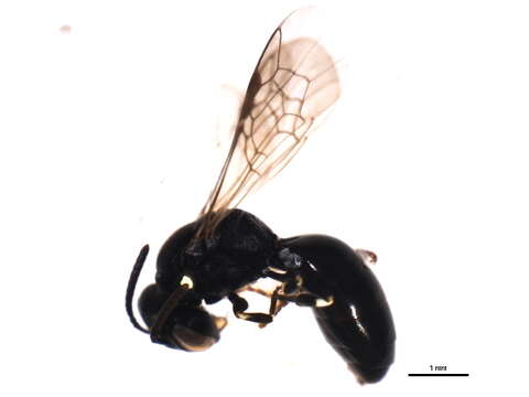 Image of Hylaeus ornatus Mitchell 1951