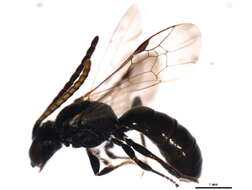 Image of Lasioglossum versans (Lovell 1905)