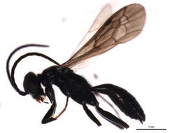 Image of Priocnemis cornica (Say 1836)