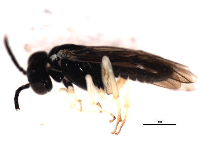 Image of <i>Aneugmenus flavipes</i>