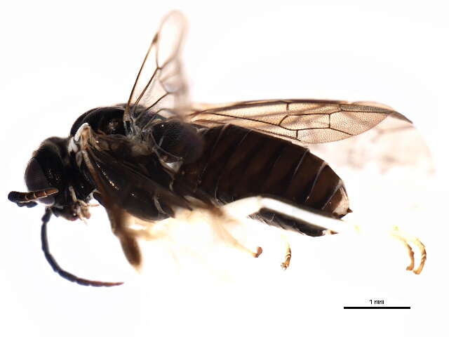 Image of <i>Aneugmenus flavipes</i>