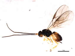 Image of Opius pactus Haliday 1837