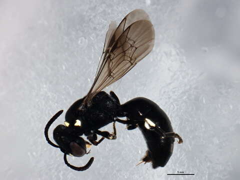 Hylaeus modestus Say 1837 resmi