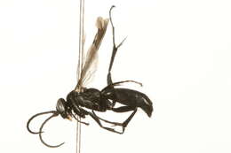 Image of Anoplius ventralis (Banks 1910)