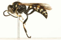 Image of Gorytes atricornis Packard 1867