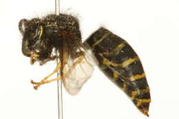 Image of Forest Yellowjacket