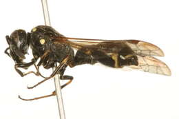 Image of Symmorphus cristatus (de Saussure 1856)