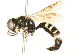 Image of Crossocerus maculipennis (F. Smith 1856)