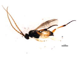 Image of Microgaster