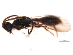 Image of <i>Belyta validicornis</i>