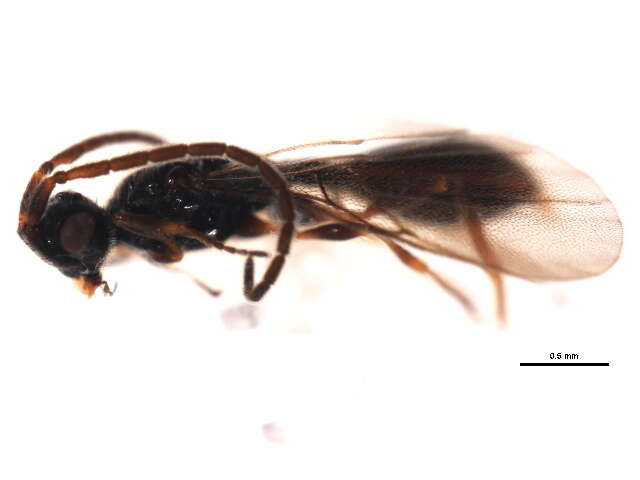 صورة <i>Belyta validicornis</i>