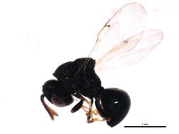 Image of perilampid wasps