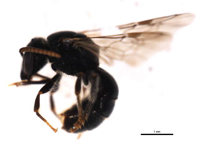 Imagem de Lasioglossum pectorale (Smith 1853)