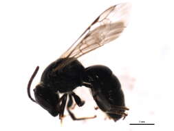 Imagem de Lasioglossum pectorale (Smith 1853)