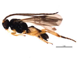 Image of Microplitis