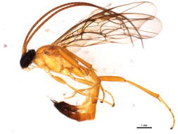 Image of Cidaphus paniscoides (Ashmead 1892)