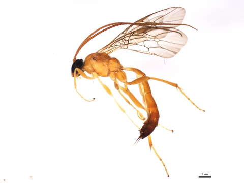 Image of Cidaphus paniscoides (Ashmead 1892)