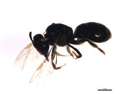 Image de Lasioglossum laevissimum (Smith 1853)