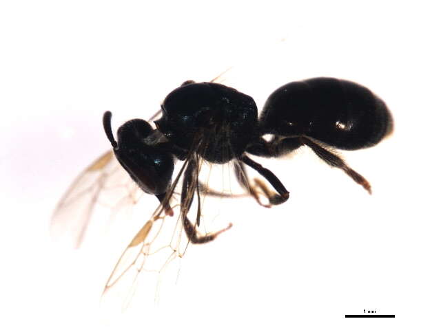 Image de Lasioglossum laevissimum (Smith 1853)