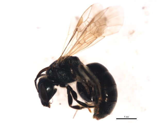 Image de Lasioglossum laevissimum (Smith 1853)