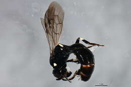 Hylaeus modestus Say 1837 resmi