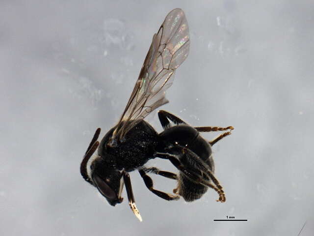 Imagem de Lasioglossum pectorale (Smith 1853)