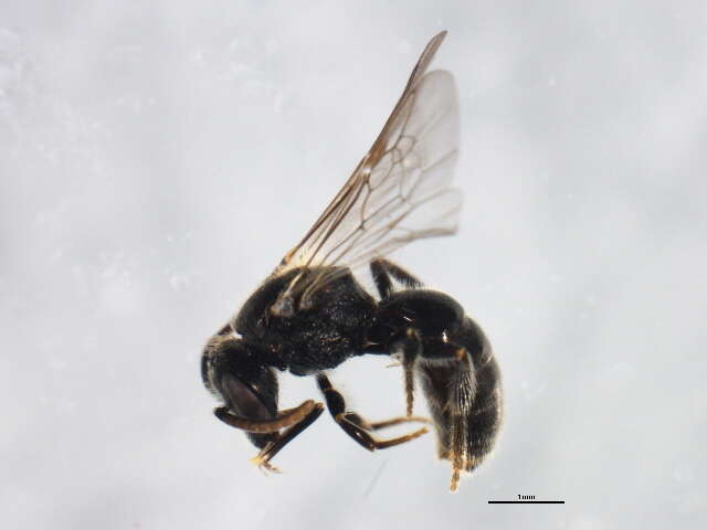 Imagem de Lasioglossum pectorale (Smith 1853)