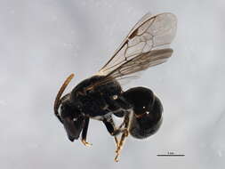 Imagem de Lasioglossum pectorale (Smith 1853)