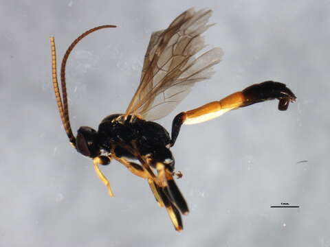 Image of Ichneumon simulans Tischbein 1873