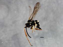 Image of Ceropales maculata fraterna Smith 1855