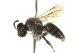 Image of Rophitinae