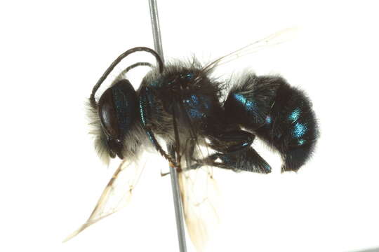 Plancia ëd Osmia ribifloris Cockerell 1900