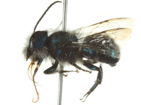 Image of Osmia ribifloris Cockerell 1900