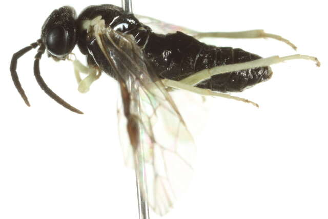 Image of <i>Aneugmenus flavipes</i>